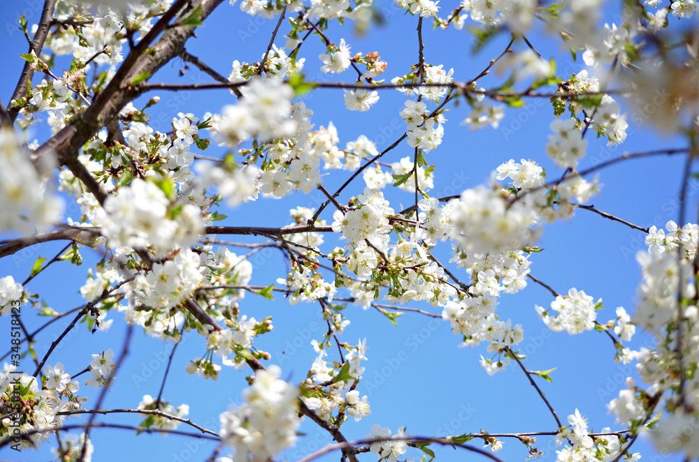 Full bloom Cherry, Spring Flower, white Cherry Flower. The branches of a blossoming tree. Blurring background. Full bloom Cherry, Spring Flower, white Cherry Flower. The branches of a blossoming tree. Blurring background.
