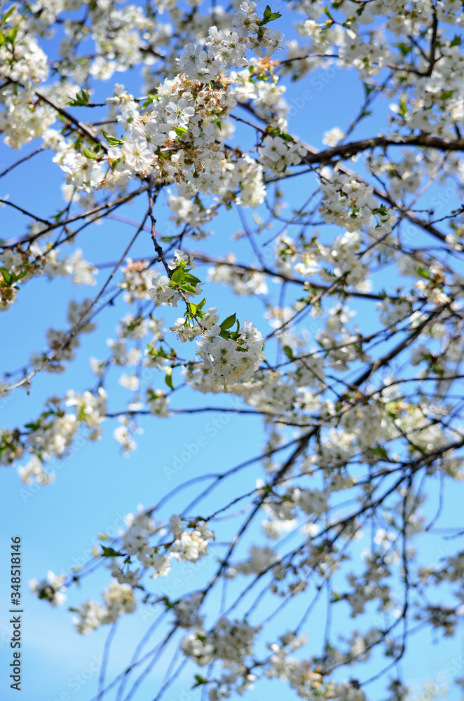 Full bloom Cherry, Spring Flower, white Cherry Flower. The branches of a blossoming tree. Blurring background. Full bloom Cherry, Spring Flower, white Cherry Flower. The branches of a blossoming tree. Blurring background.