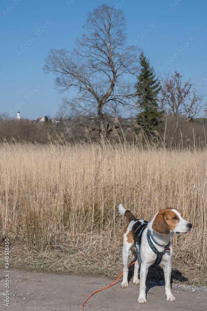Beagle  im Moor bei Gaissach