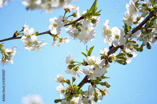Full bloom Cherry, Spring Flower, white Cherry Flower. Isolated flowering cherry branch. Blurring background.
