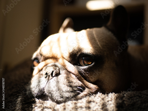 close up french bulldog dog pet on bed with sun on face