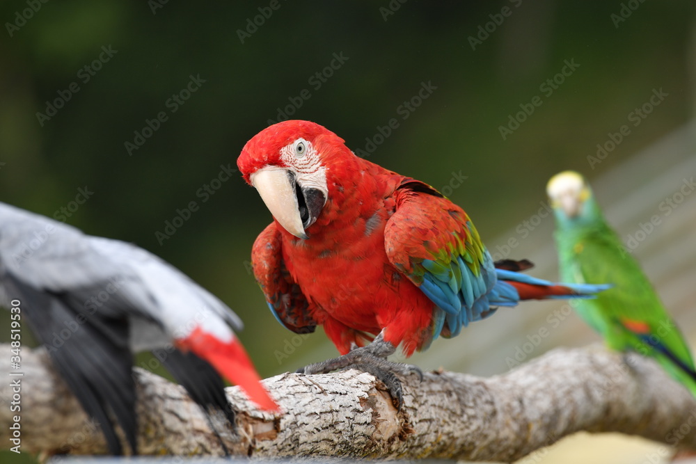 Fototapeta premium Oiseau posé