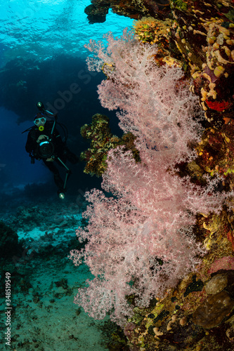 typical Red Sea tropical reef with hard and soft coral surrounded by school of orange anthias and a underwater photographer diver