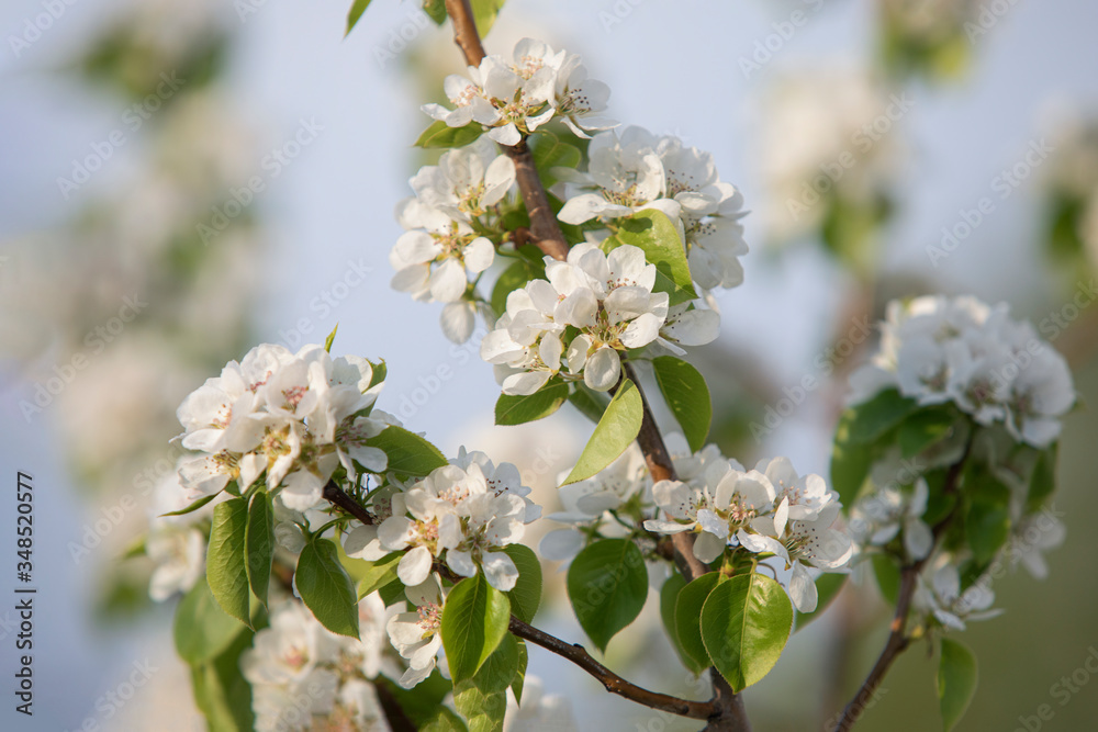 apple flowers on apple tree branches on blur background