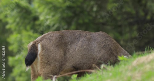 Black tailed deer grazing and eating fresh grass. Whistler, BC. 