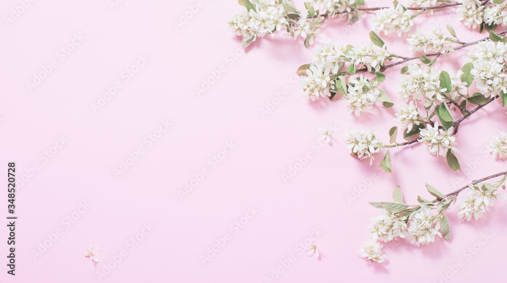 white spring flowers on pink paper background