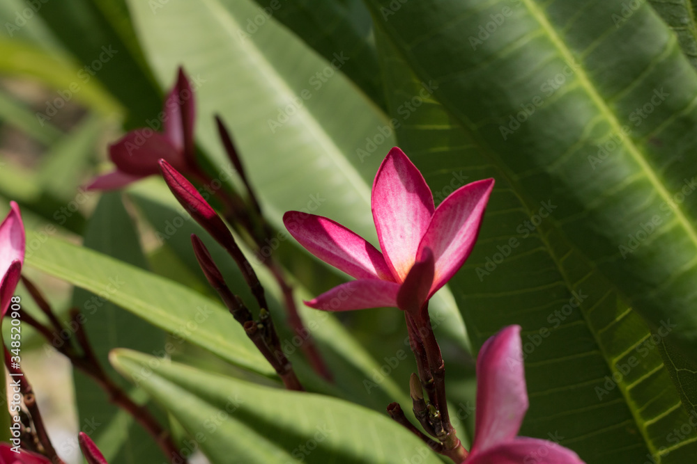 Obraz premium Pink Plumeria flower blooming on tree