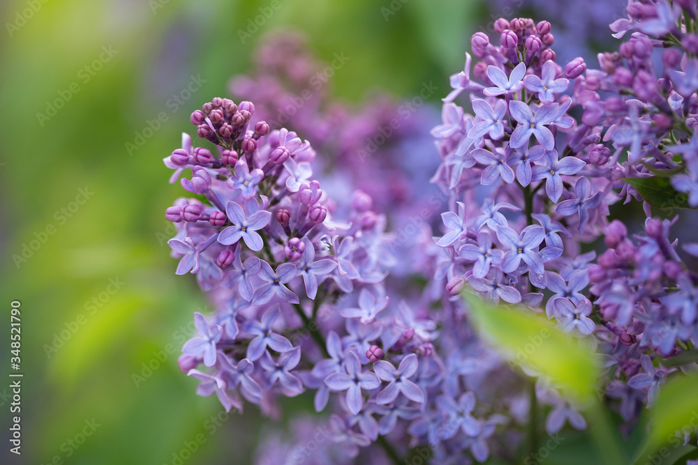 lilac flowers on a green background lilac flowers on a green background