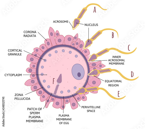 Diagram sequence of events in penetration of coverings and plasma membrane of egg. Spermatozoon penetrates in ovum.