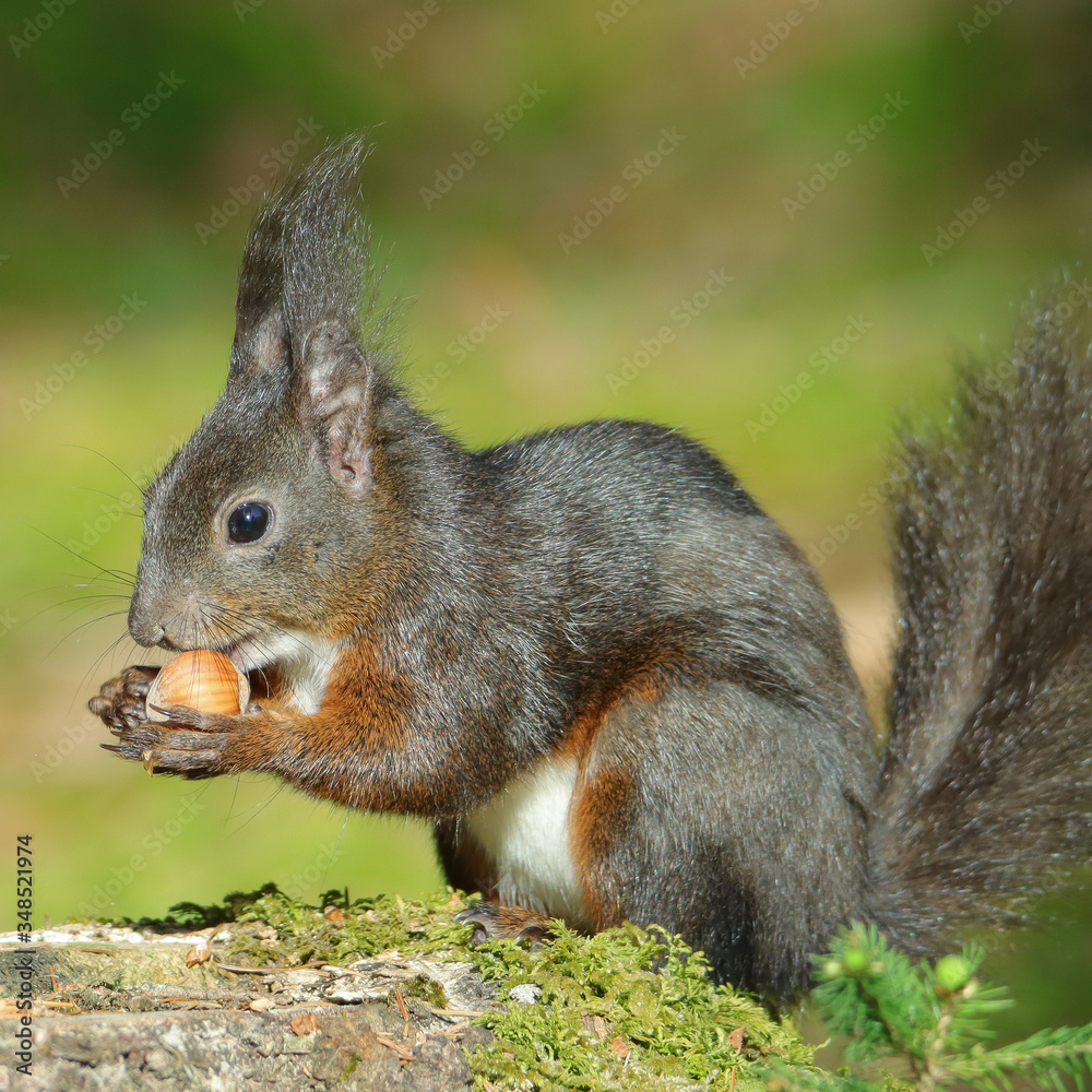 Eichhörnchen (Sciurus vulgaris)