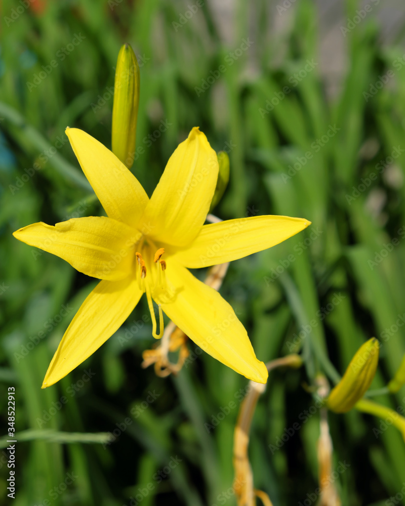 Yellow lily flower. Beautiful flower with yellow petals. Yellow lily flower. Beautiful flower with yellow petals.