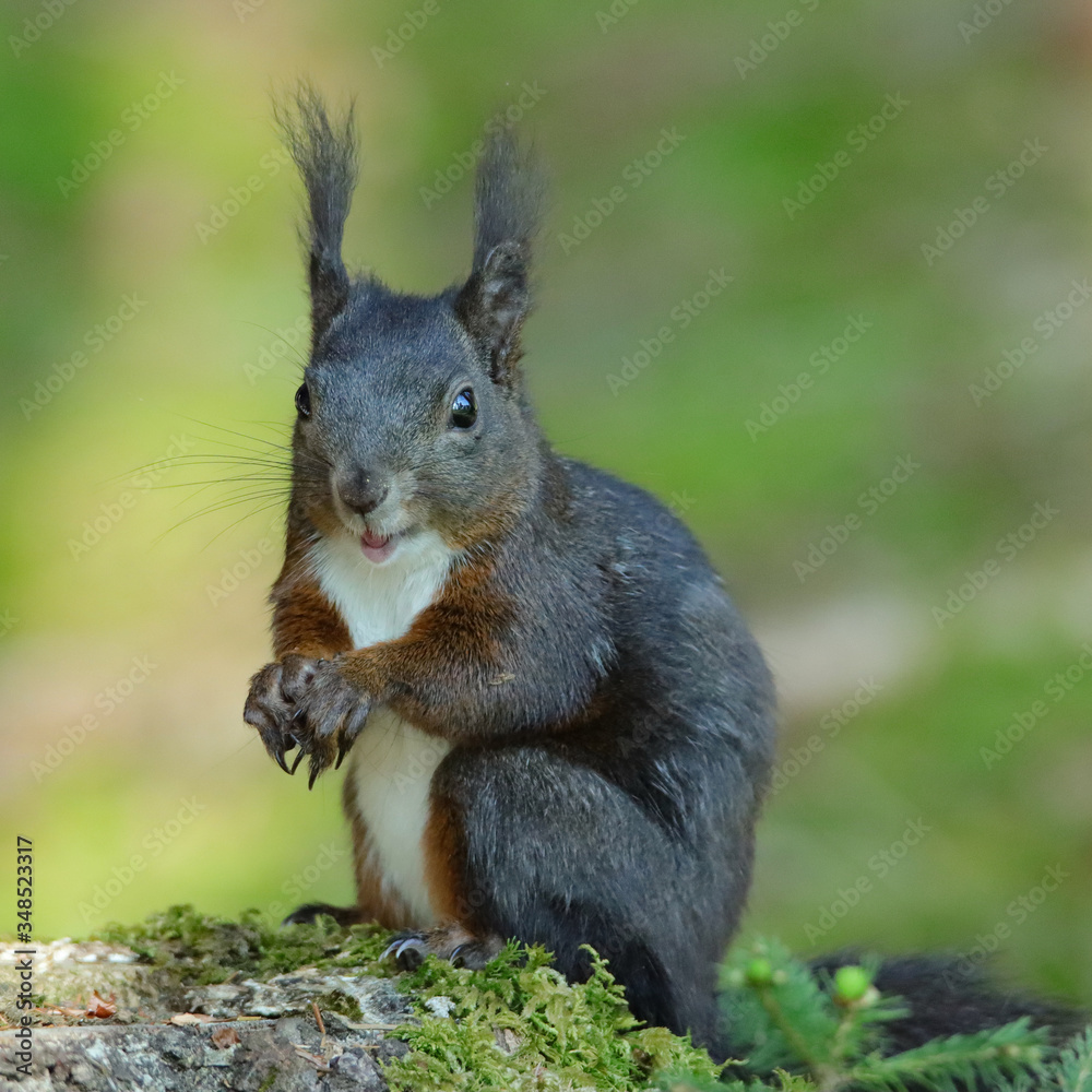 Eichhörnchen (Sciurus vulgaris) Eichhörnchen (Sciurus vulgaris)