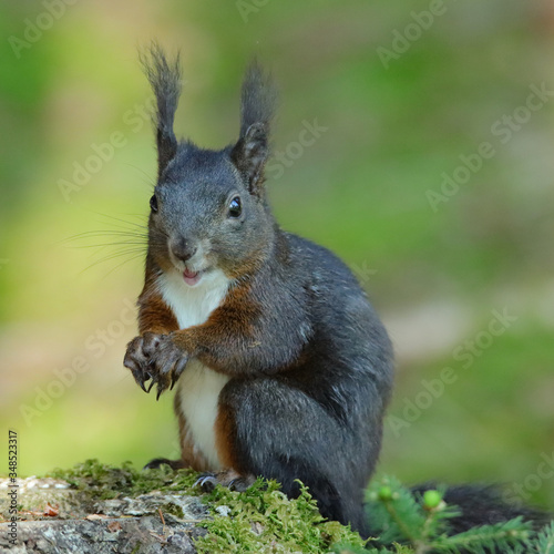 Eichhörnchen (Sciurus vulgaris)