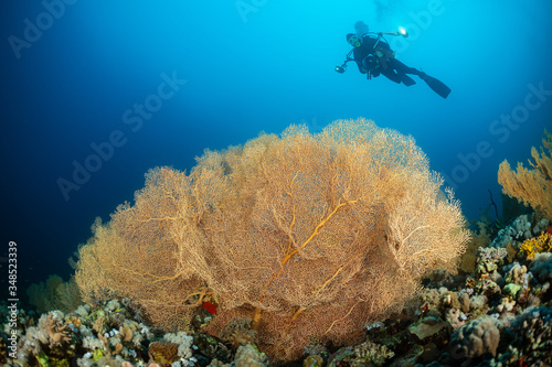 typical Red Sea tropical reef with hard and soft coral surrounded by school of orange anthias and a underwater photographer diver close to a large gorgonian