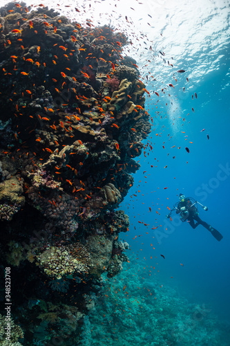 typical Red Sea tropical reef with hard and soft coral surrounded by school of orange anthias and a underwater photographer diver © Subphoto