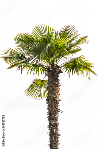 Chinese windmill palm, windmill palm or Chusan palm
(Trachycarpus fortunei)
