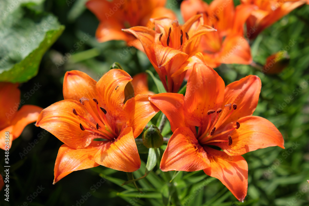 Brightly orange lily flowers. Beautiful flowers with orange petals. Brightly orange lily flowers. Beautiful flowers with orange petals.