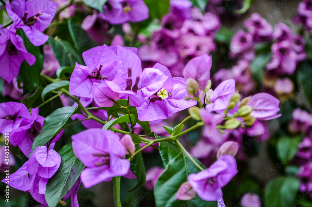 beautiful purple bougainvillea flowers close up