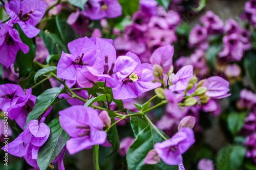 beautiful purple bougainvillea flowers close up