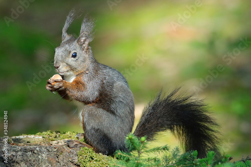 Eichhörnchen (Sciurus vulgaris)