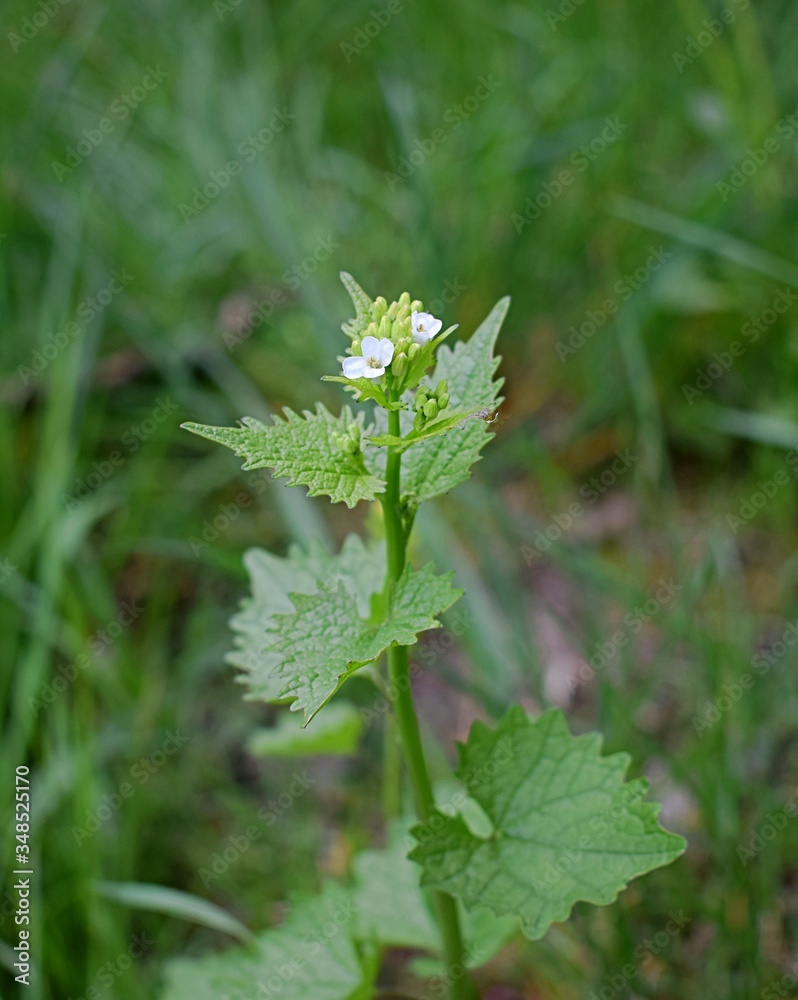 Garlic mustard flower Garlic mustard flower