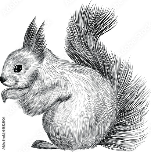 the sketch of the squirrel black and white coloring