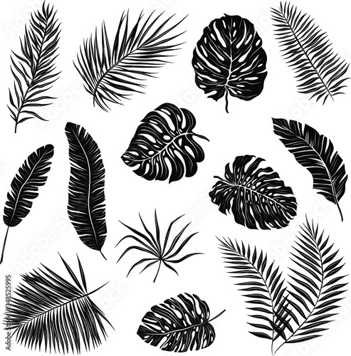 palm leaves set black and white