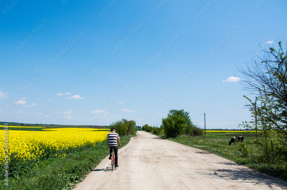 Obraz premium Landscape in green and yellow.the guy rides a bike on the road. Yellow rapeseed and blue sky.