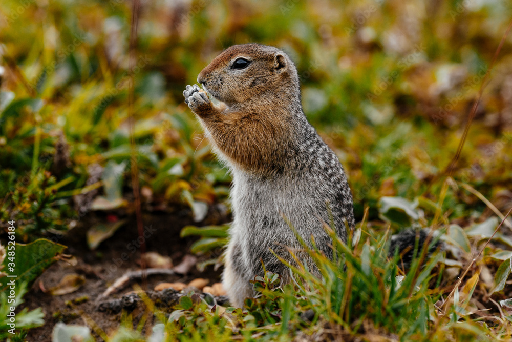 American gopher in the wild American gopher in the wild