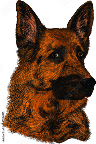 head German shepherd brown dog