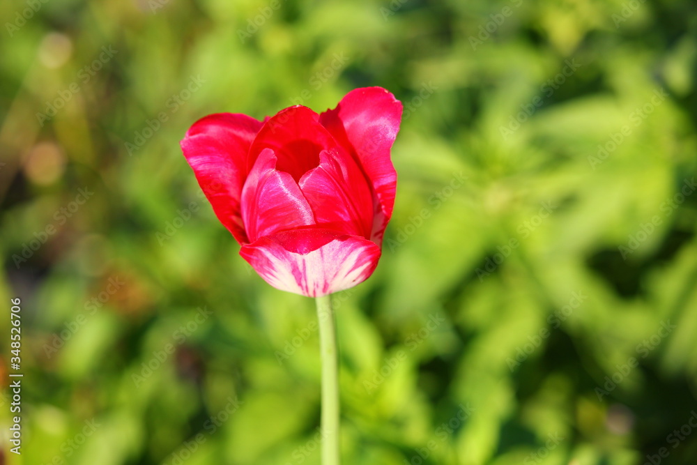 blooming tulip with pink and white petals blooming tulip with pink and white petals