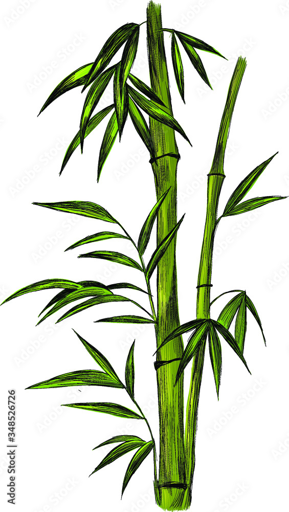 Asia bamboo green vector plant