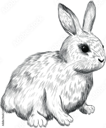 cute white rabbit fluffy kids sketch