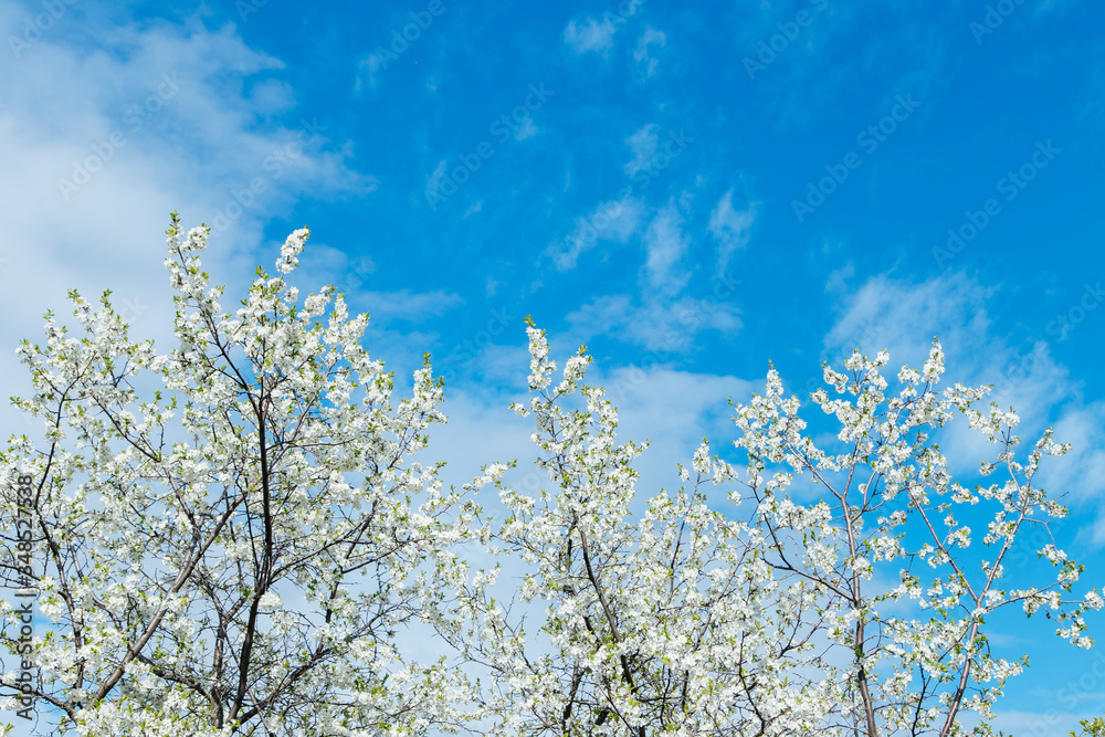 Blossom cherry branches on the blue sky with clouds background