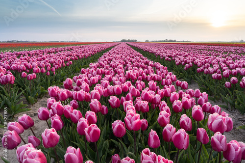 Field of tulips in the Dutch countryside. Groningen, Holland.