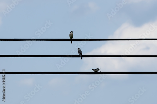 Three birds on the electric wire and sky © canaran