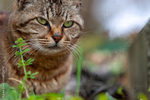 Wallpaper Mural ねこ Torontodigital.ca