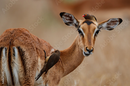 Impala female standing on the savanna with red billed oxpecker on her head and body in Kruger National Park in South Africa
