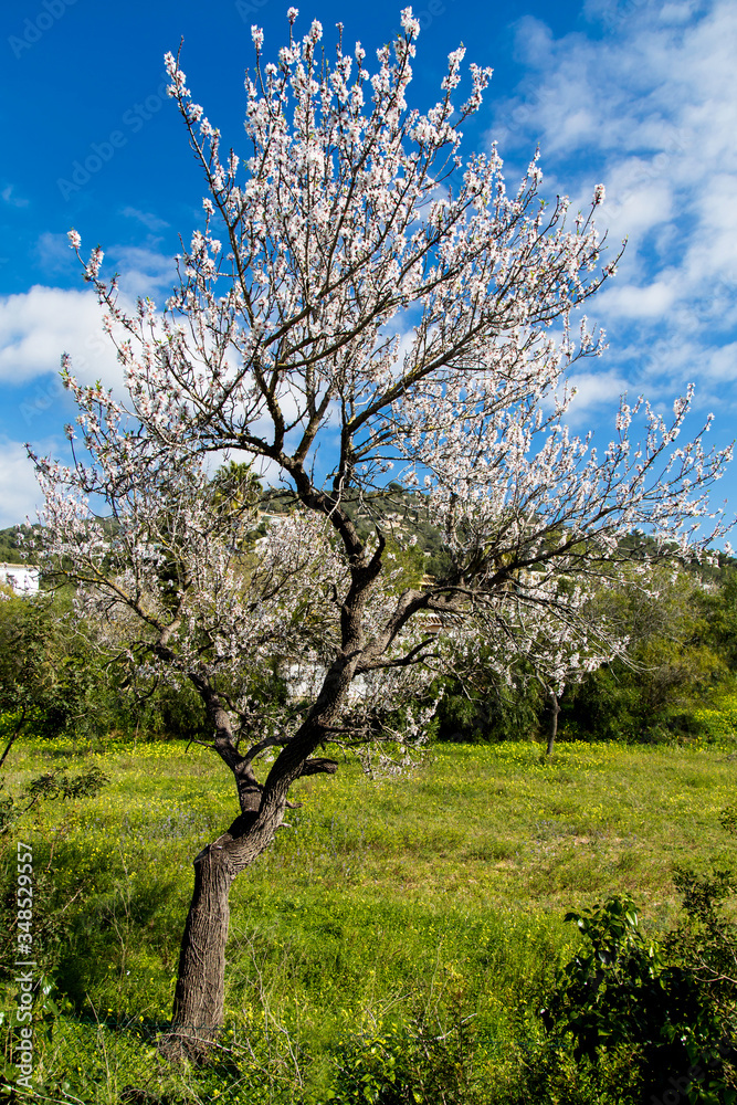 Almendro en flor con azul cielo y pasto verde Almendro en flor con azul cielo y pasto verde