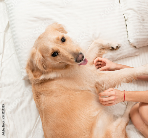 Cute Golden retriever dog sleeping on the bed. Dog covered in white blanket. Spanding time at home. cozyness and funny dog. Top view photo concept