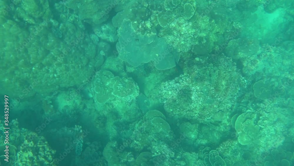 First-person snorkeling, sea underwater world First-person snorkeling, sea underwater world