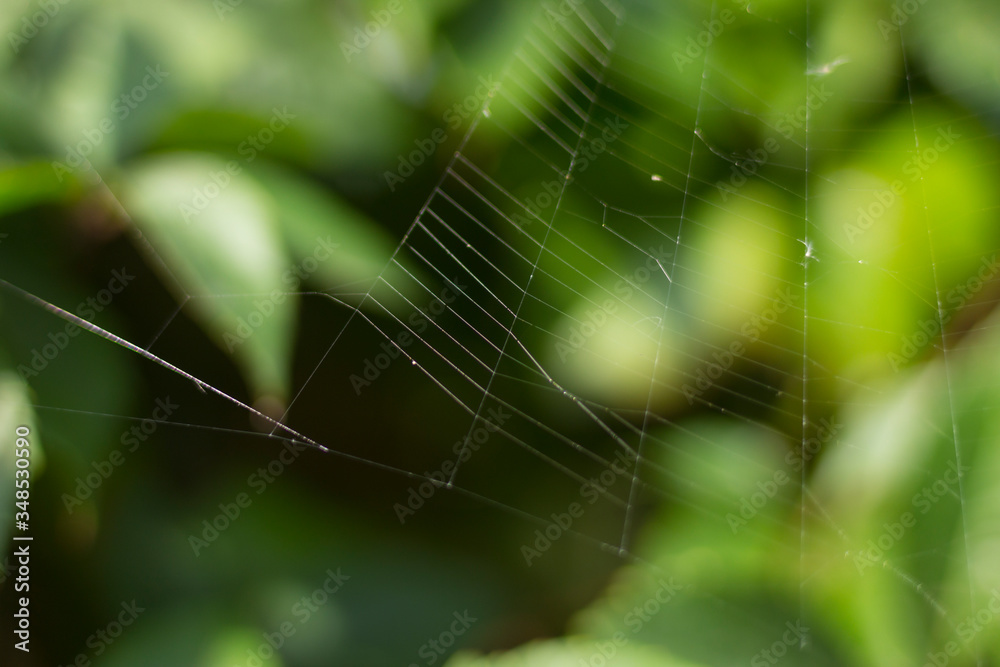 Summer day. Spider web stretched on a green shrub. For a site about insects, plants, pests, seasons.