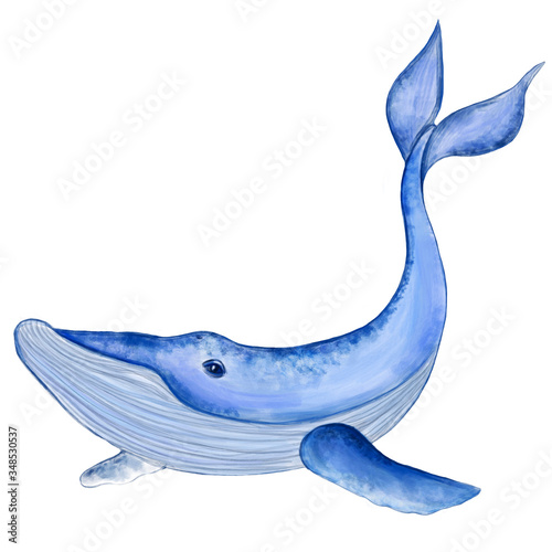 Cute realistic blue humpback whale. Hand drawn watercolor marine mammal isolated on white background. World Whale Day. World Ocean's day.