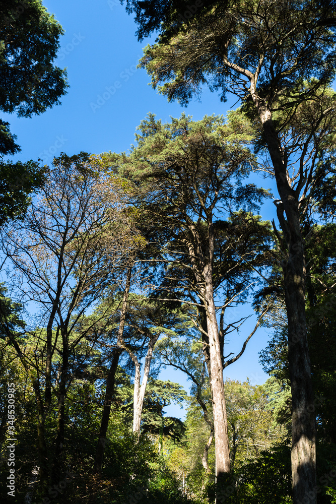 Large trees in a Portuguese park, with a clear blue sky in the background, bottom-up view