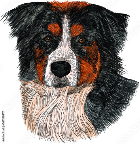 Bernese mountain dog brown white black