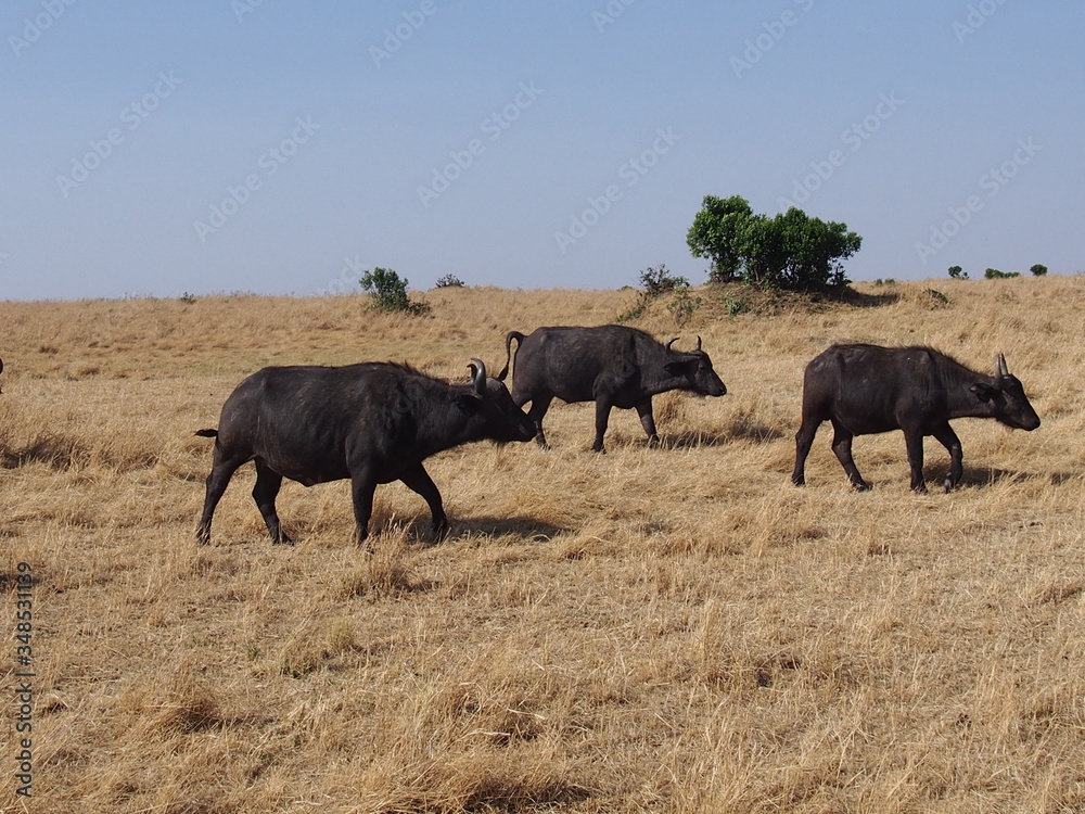 Buffalo walking in the plains of Masai Mara National Reserve during a wildlife safari, Kenya Buffalo walking in the plains of Masai Mara National Reserve during a wildlife safari, Kenya