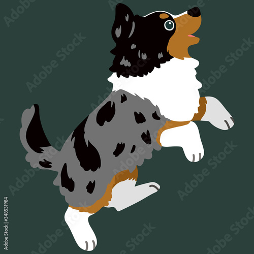 Flat colored Australian Shepherd dog jumping