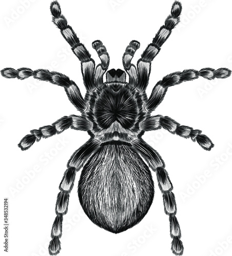 tarantula spider black and white sketch