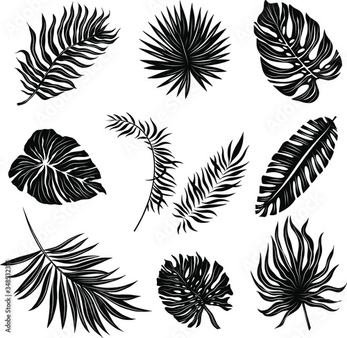 palm leaves set black and white