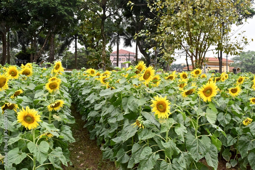 Fototapeta premium A lot of sunflowers in garden.